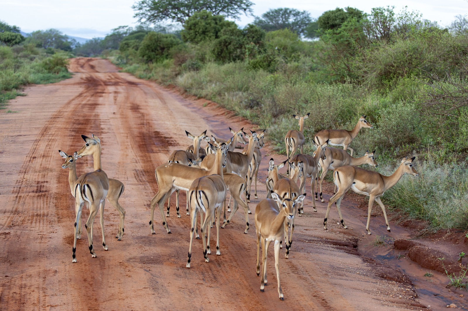 Serene Beach Retreat
