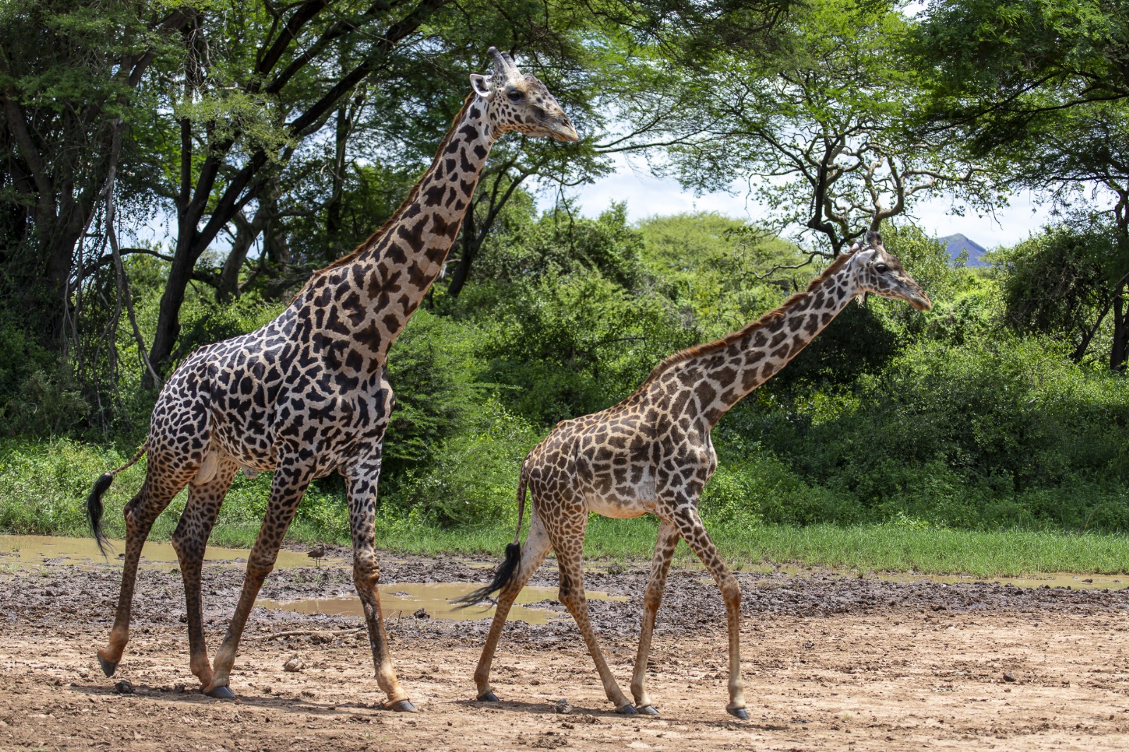 Serene Beach Retreat